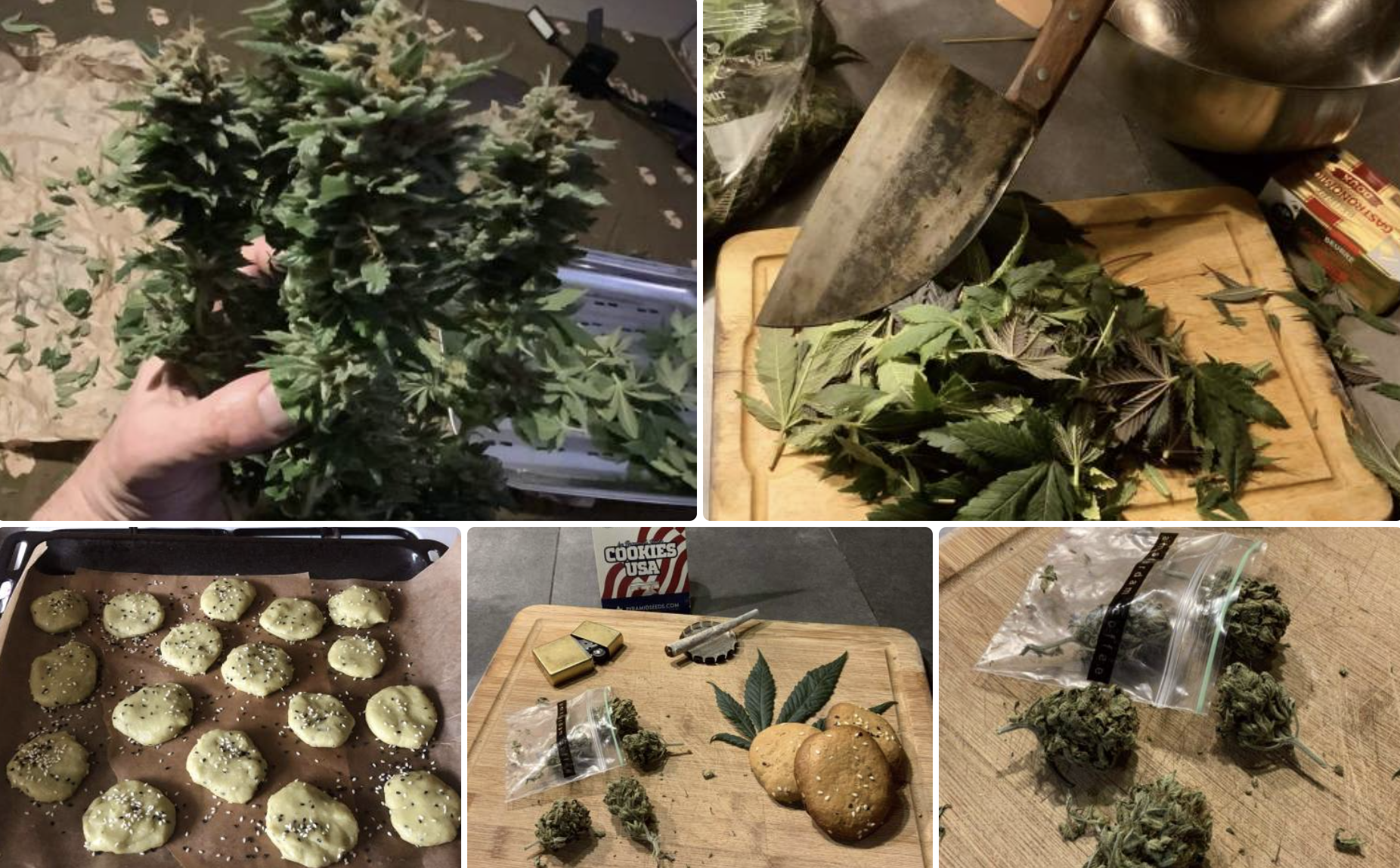 Cogollos de Cookies USA con aroma a galleta dulce